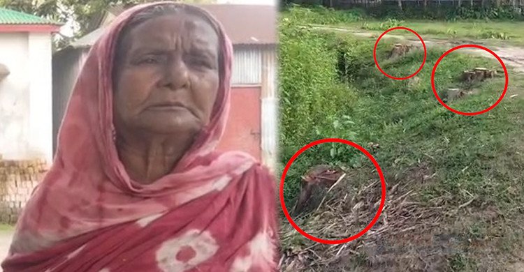 ইউএনও'র ঘনিষ্ঠদের বিরুদ্ধে গরিবের প্রায় অর্ধশতাধিক গাছ কেটে নেওয়ার অভিযোগ